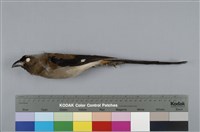 藏品(樹鵲)的圖片